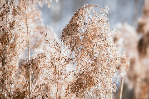 Dry reeds close up Pampas grass on a light background Trendy soft fluffy plant Reed seeds