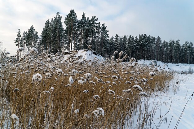 Dry reeds covered with snow on the shore of a frozen lake. Leningrad region.