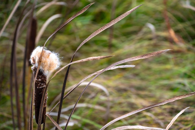 Dry reeds grow in the swamp Reeds grow along the shore of the old lake An amazing untouched piece of nature away from the hustle and bustle of the city