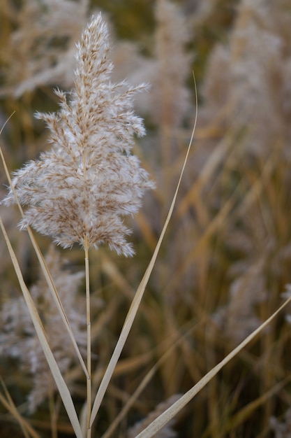 Dry reeds at the lake, reeds, reeds. Golden reeds in the sun in autumn. Abstract natural background.