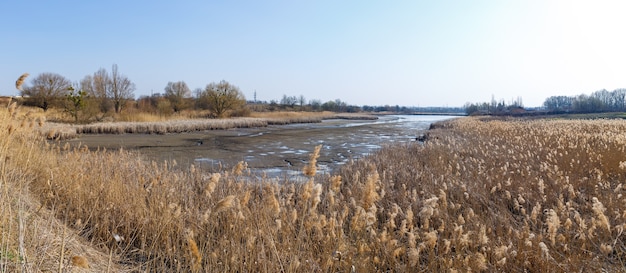 Сухие камыши над зеркальной водой. Отражение озера в воде. Солнечная погода. Синее небо