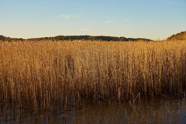 Dry reeds with blue sky in the background