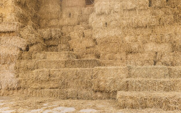 Dry rice haystack in the mow