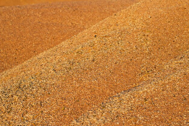 dry and ripe wheat grains in a huge heap after harvesting as a textured cereal background