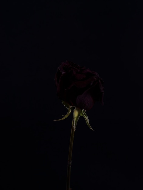 Dry rose on a black background Dramatic red rose