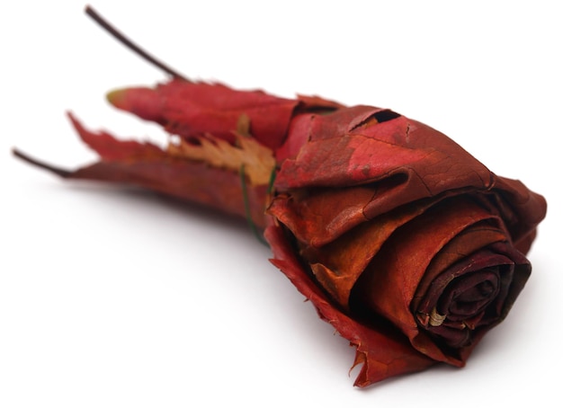 Dry rose buds as a symbol of Christmas