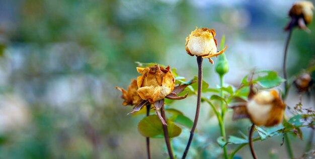 Boccioli di rosa secchi sull'albero di rose