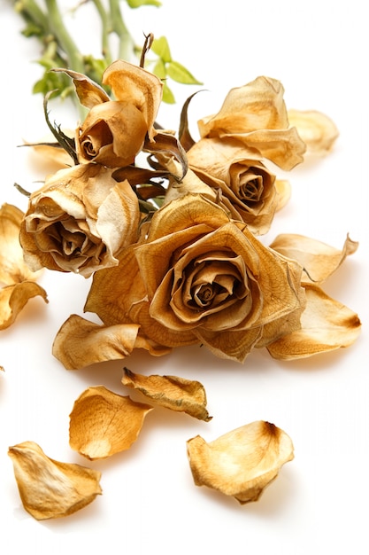 Dry rose flower