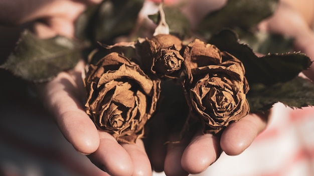 Dry roses on hands