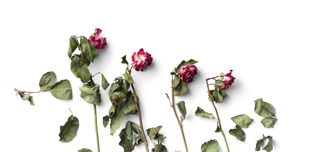 Dry roses on isolated top view copy space