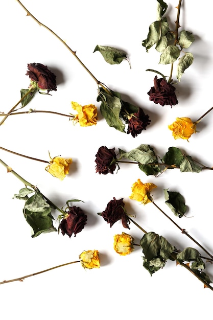 Dry roses on a white background