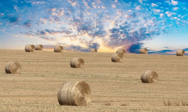 Dry round bales of hay on a field