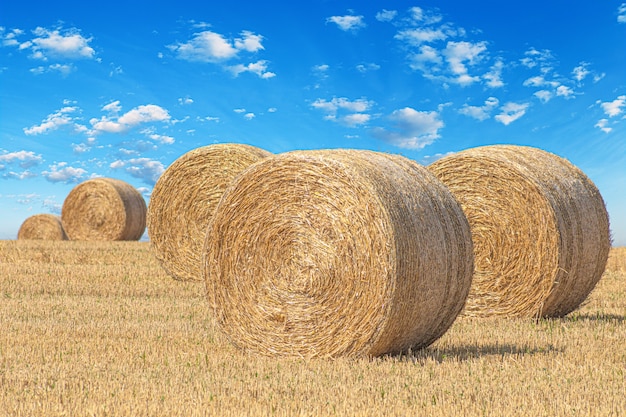 Dry round bales of hay on a field