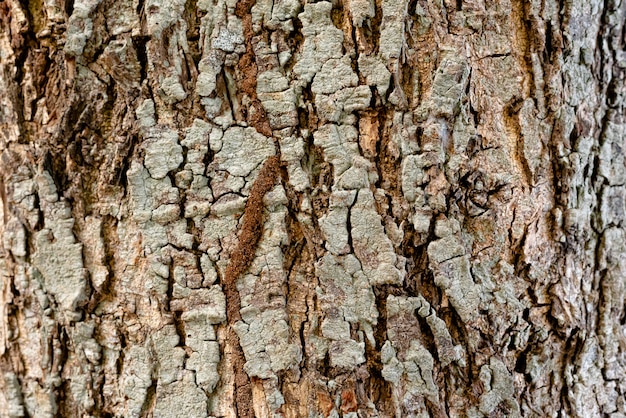 Dry rustic tree bark texture, graphic resource use for background.