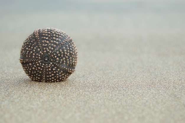 Dry sea urchin, on the sand of the beach.