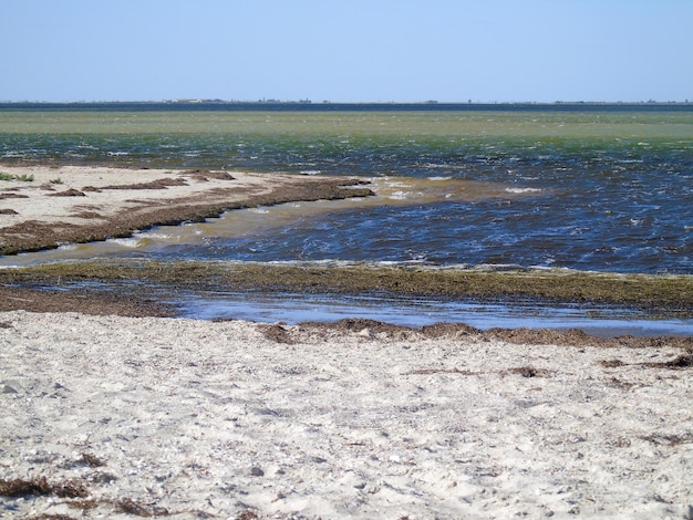 Сухие водоросли, выброшенные волнами на морской пляжРезультаты глобального потепления и постепенно засушливого