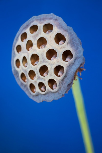 Dry Seed Lotus Flower On Blue Background