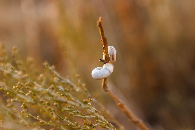 Dry shells on a dry plant