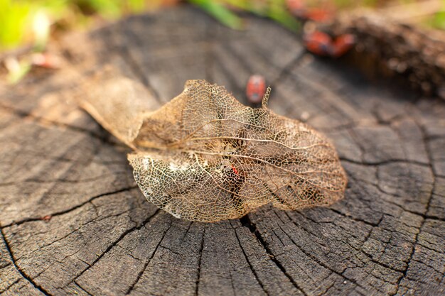 Dry skeletonized leaf on a stump