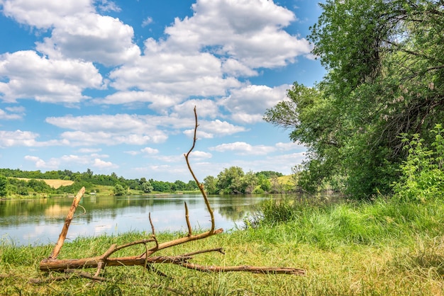 Foto strappo asciutto sulla riva di un fiume nella foresta