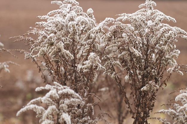 Dry soft flowers in the field on beige background