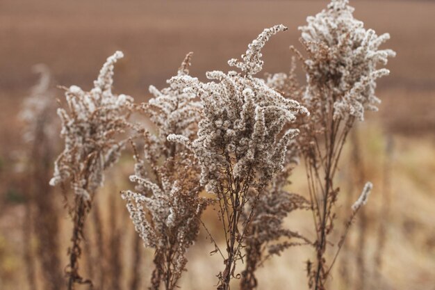 Dry soft flowers in the field on beige background