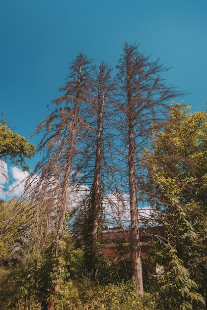 Dry spruce on a background of blue sky