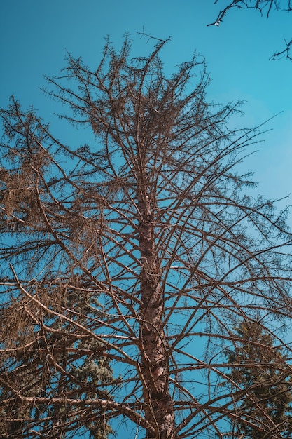 Dry spruce on a background of blue sky