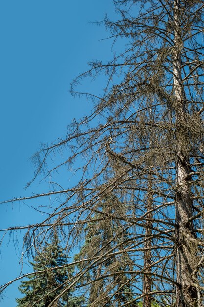 Dry spruce on a background of blue sky