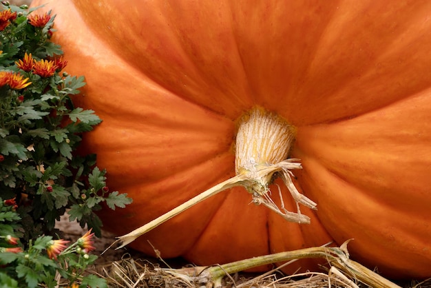 Dry stalk of large orange pumpkin close up