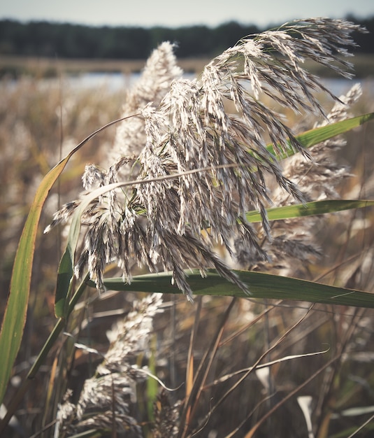 Dry stalks of reeds at the pond