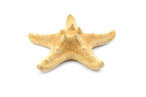 Foto dry starfish on a white background close up