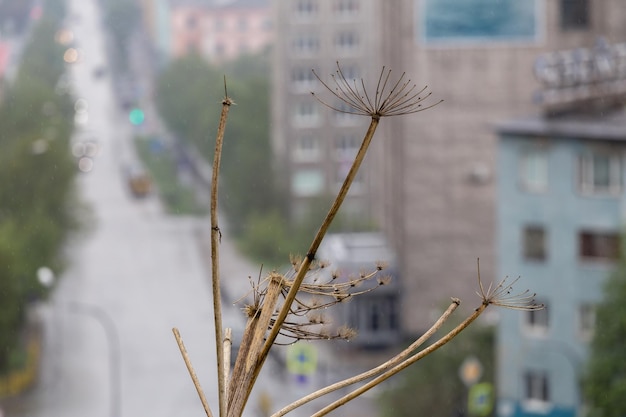 Dry stem of hogweed against the background of a blurred city