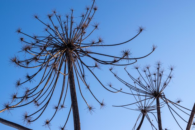 Dry stems of an umbrella plant against the blue sky. Sosnovsky's hogweed. Horizontal photo.