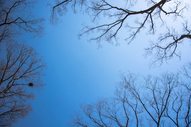 dry stick tree with blue sky