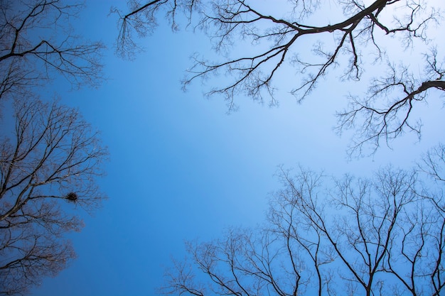 乾燥したスティックツリー、青空