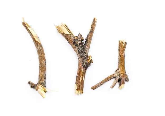 Photo dry sticks of a tree on a white background