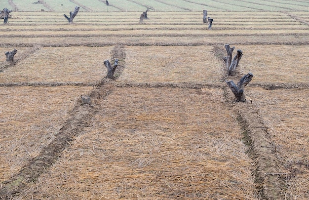 Dry straw in the empty paddy field after the harvest time