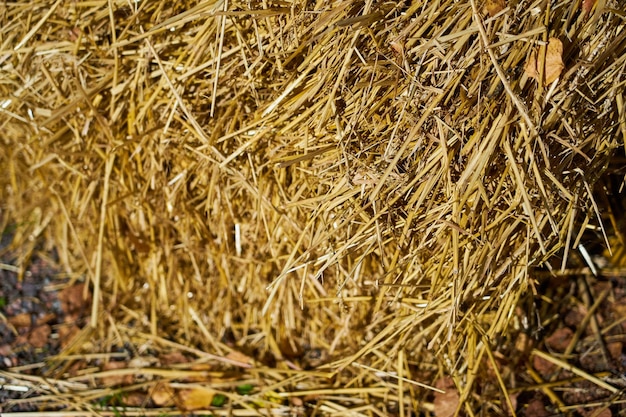 Foto paglia secca sul suolo come sfondo