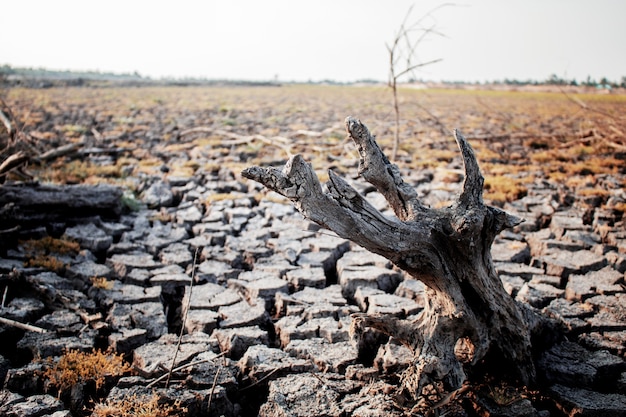 Dry stumps on cracked ground.