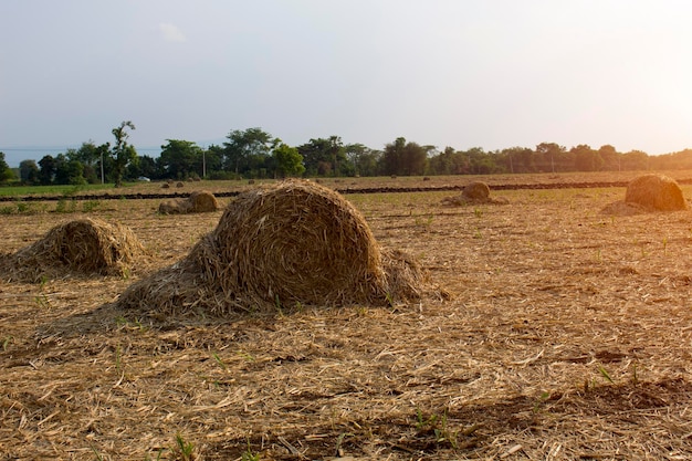 Dry sugarcane leaves roll on the farm