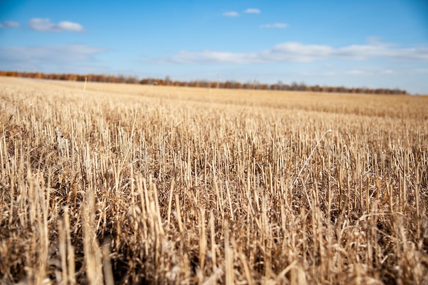 dry tall grass in the field