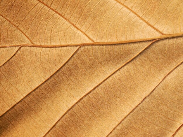 Dry teak leaf texture