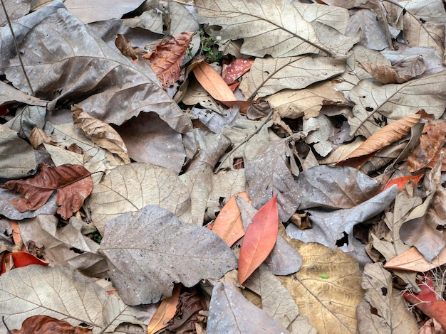 Dry teak leaves on the forest floor for natural background