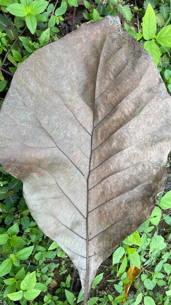 Dry teak leaves