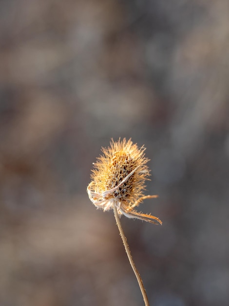 Dry thistle flower on the meadow Dipsacus fullonum Beautiful bokeh on a background