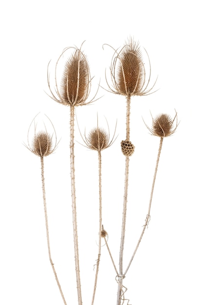 Dry thistle flowers isolated on a white background