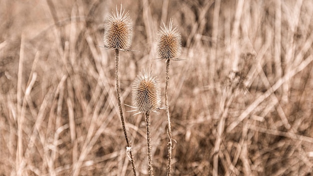 Dry Thistles close up in the field, early spring landscape