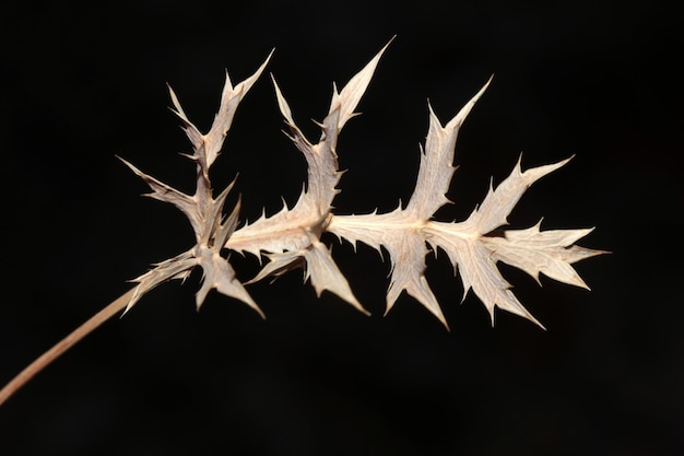 Dry thorn on black background