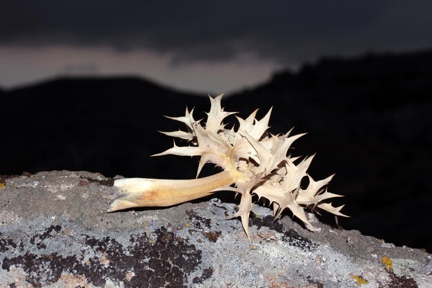 Dry thorn Nature background texture